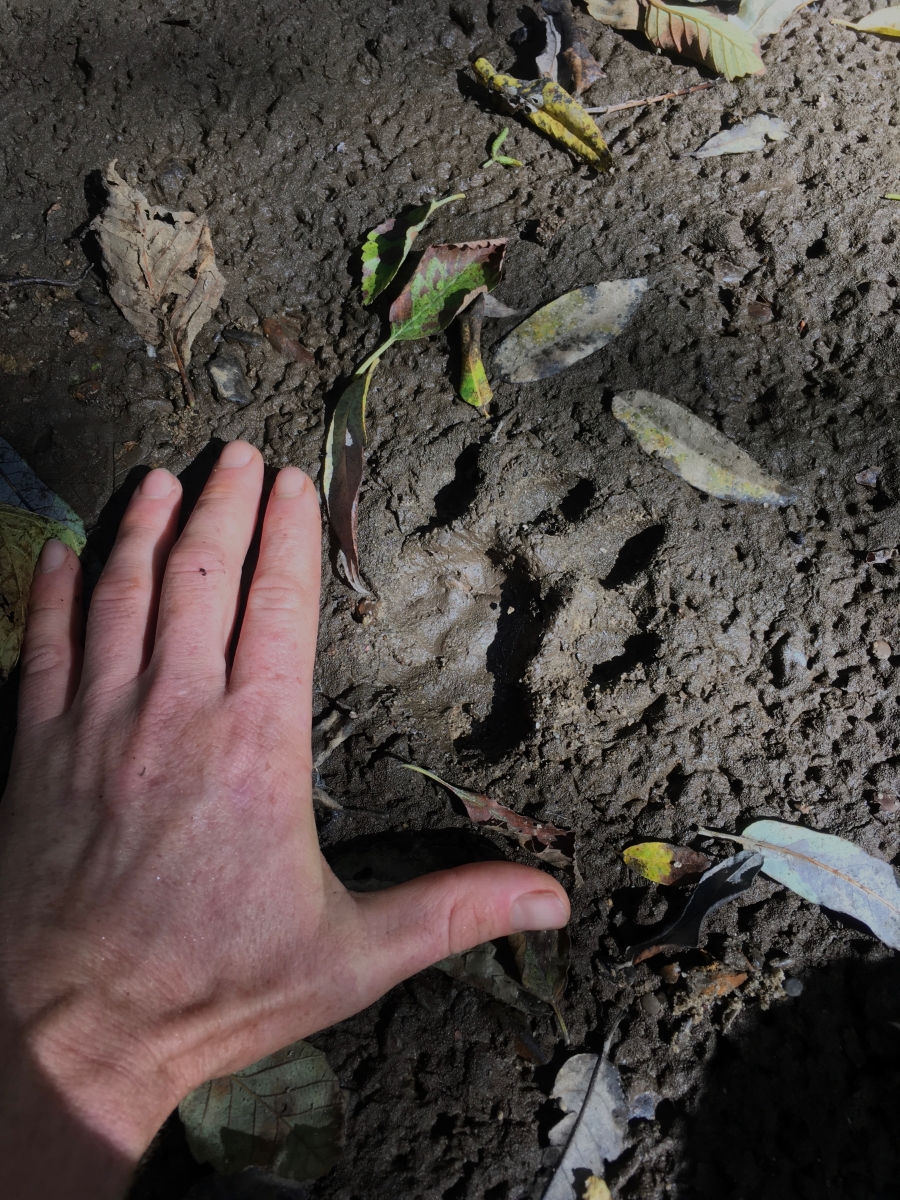 A paw print from a Mountain Lion was found in the mud near the work area in the Butano Marsh. September 2019