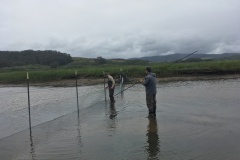 Setting up exclusion fencing to keep fish out of the work area. May 2019