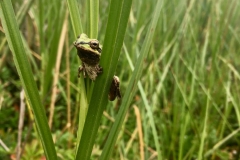 Pacific Chorus Frog spotted in the marsh - June2019
