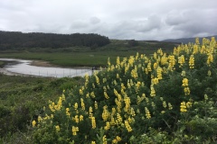 Yellow Bush Lupine blooming over Butano Channel in Butano Marsh. - May 2019