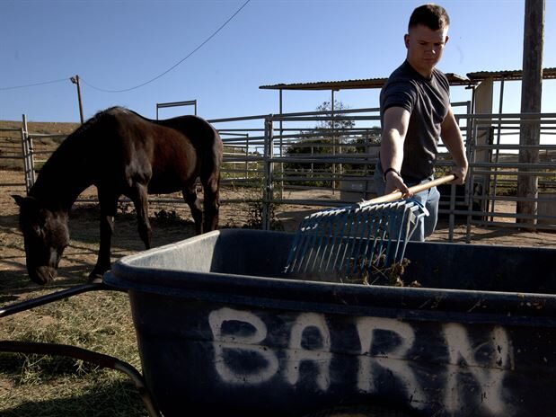 A youn man scoops manure into a wheelbarrow labeled "barn" while a black horse eats in the background.