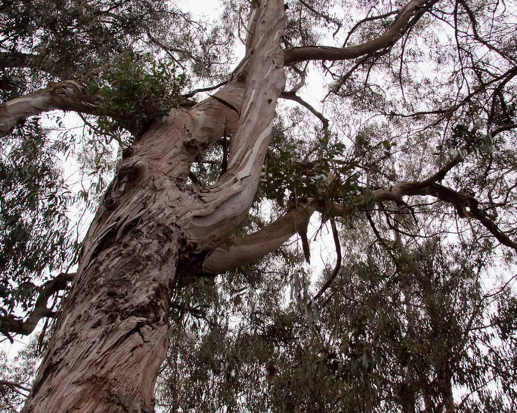 An image of a large eucalyptus tree with curling bark.