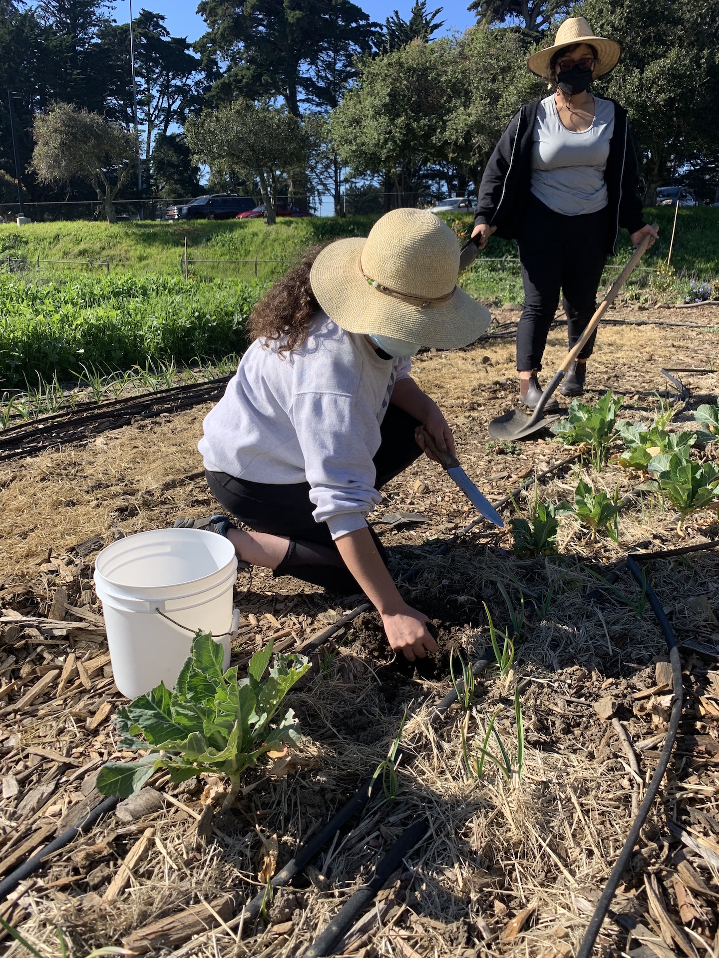 An image of two women in their 20's/30's working in a row of plants. They are wearing wide brimmed gardening hats and casual clothing. One pulls weeds with a bucket next to her.