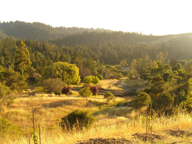 An image of a sunlit valley with grassland and mixed forest.