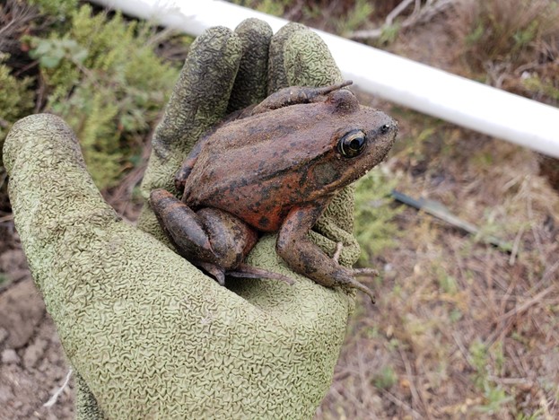 California Red Legged frog in a gloved hand