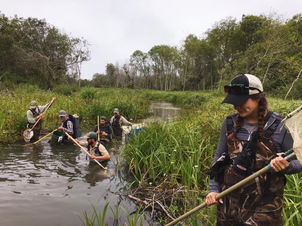 E-fishing to remove wildlife from the work area, June 2019