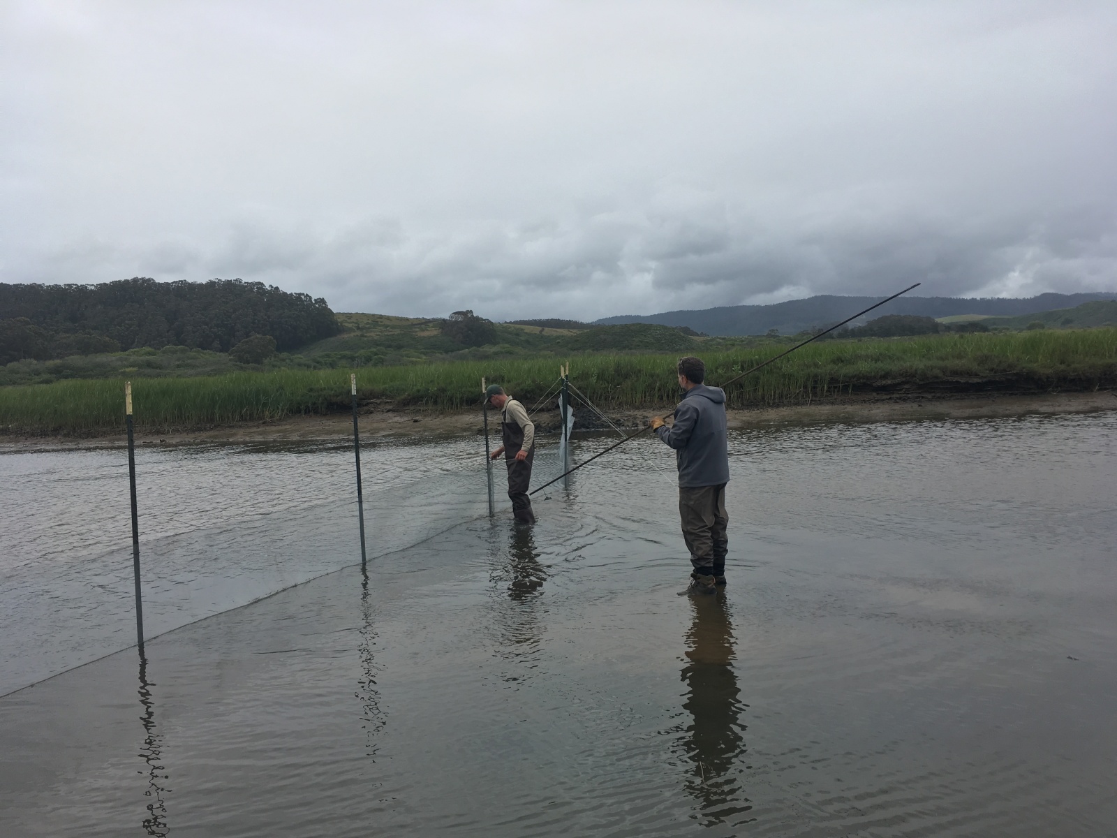 Setting up exclusion fencing to keep fish out of the work area. May 2019
