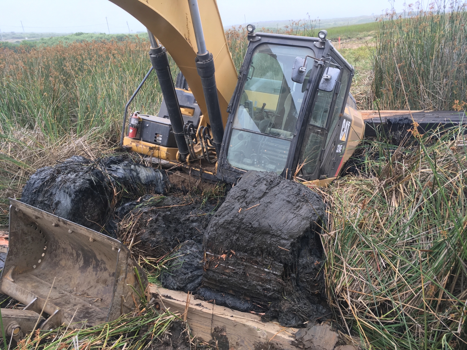 Excavator emerging from tules in Butano Marsh, July 2019