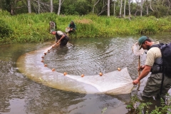 Seining to remove wildlife from the work area, June 2019