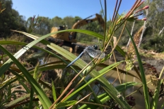 Dragonfly at the channel clearing site, July 2019
