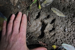 A paw print from a Mountain Lion was found in the mud near the work area in the Butano Marsh. September 2019