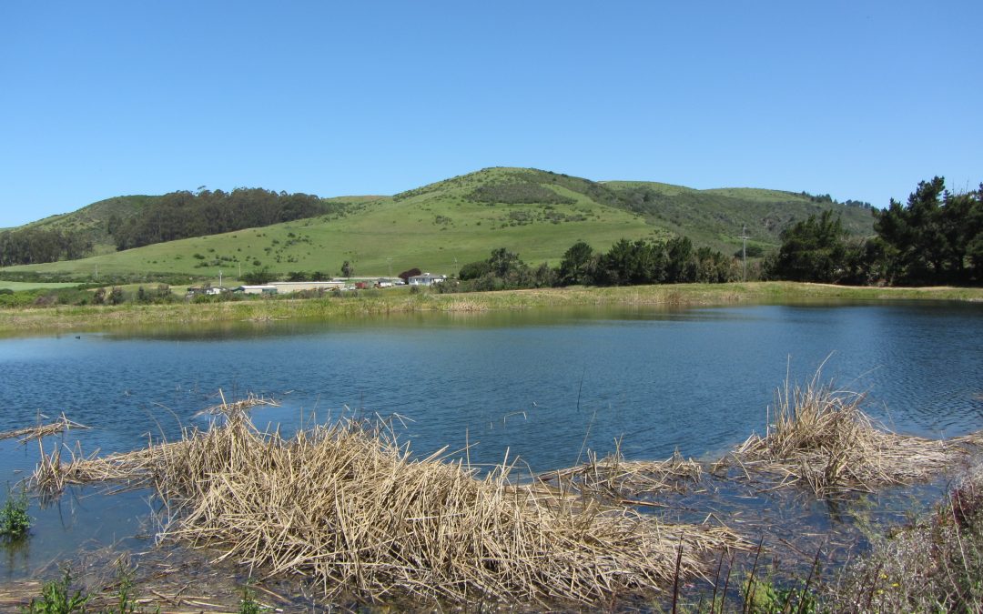 Repetto Farms Project