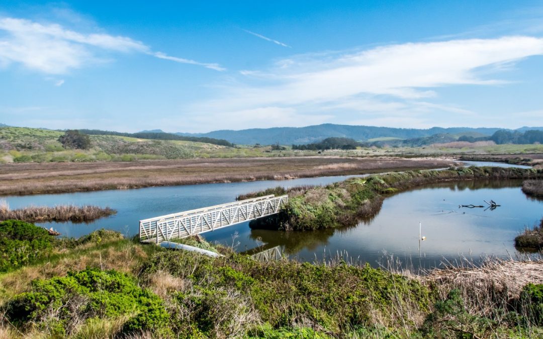 Butano Creek Reconnection Project