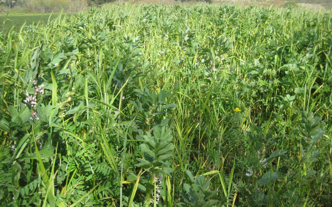 Technical Assistance for Healthy Soils Program