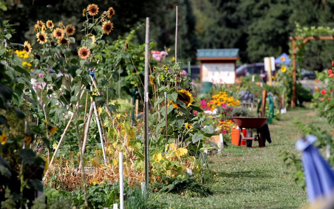 Urban Farming Assistance