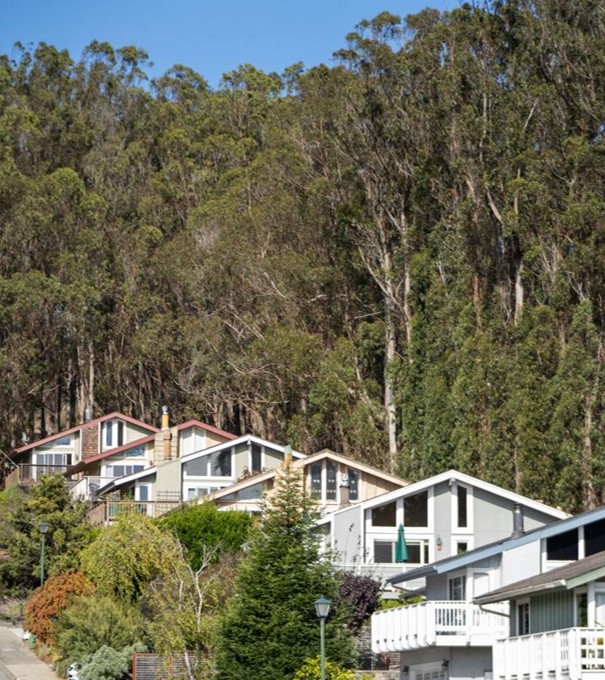 An imagien of several homes on a hill with tall eucalyptus trees in the background.