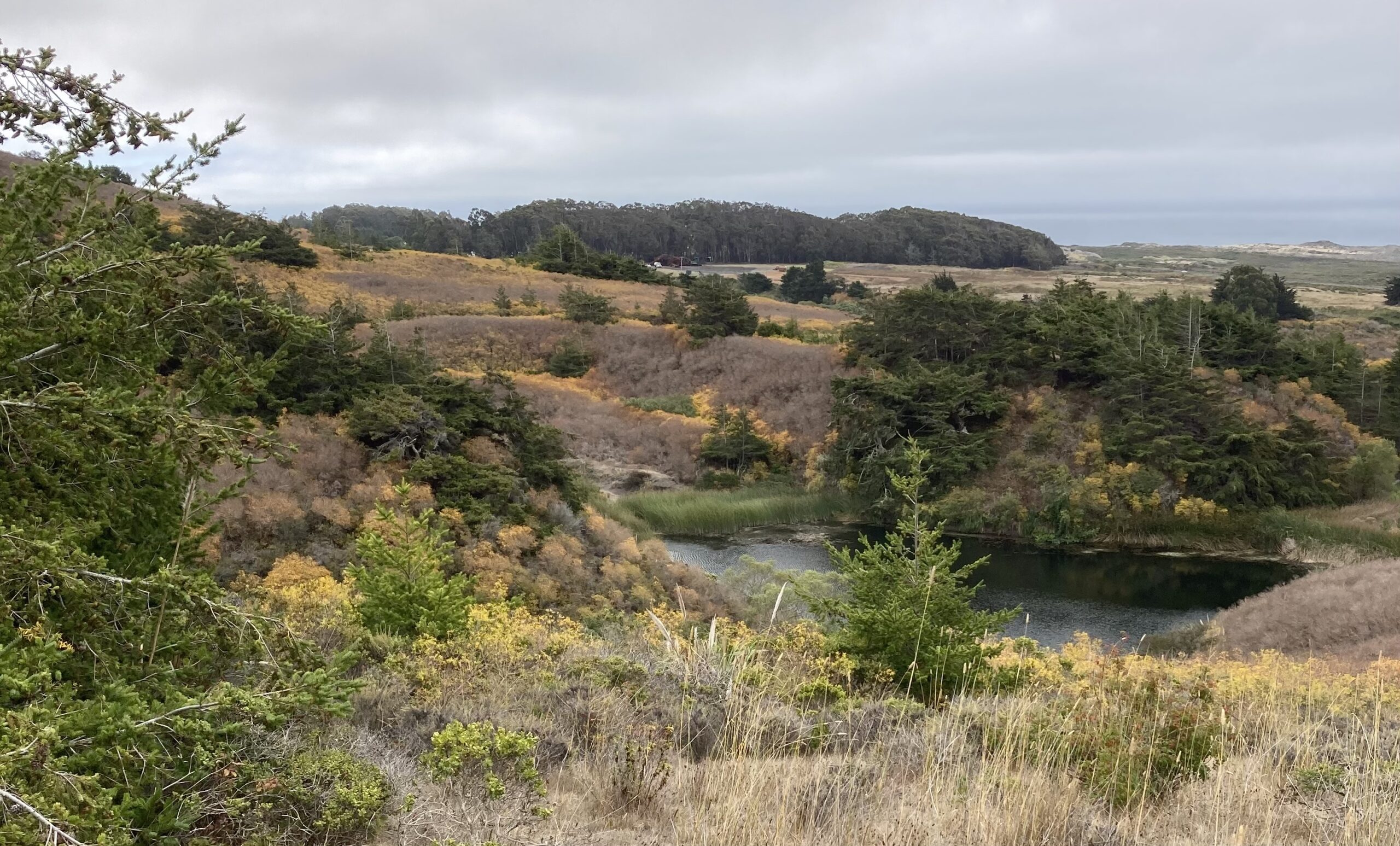 An image of a landscape overlooking a small pond surrounded by shrubs.