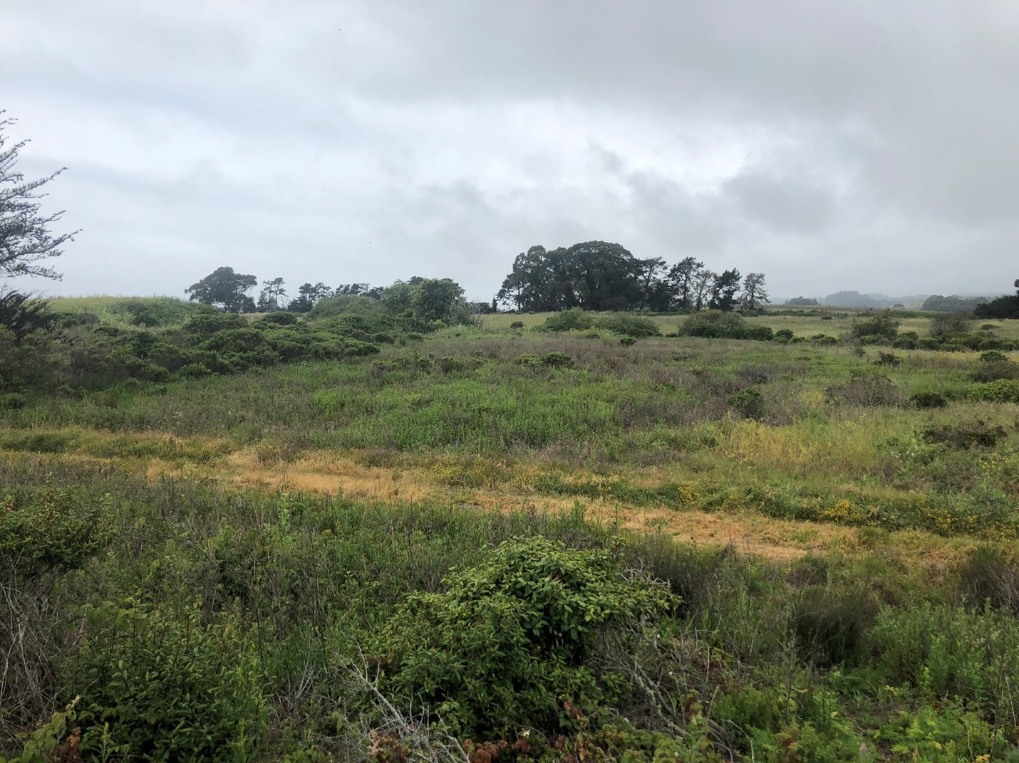 A green coastal scrub landscape