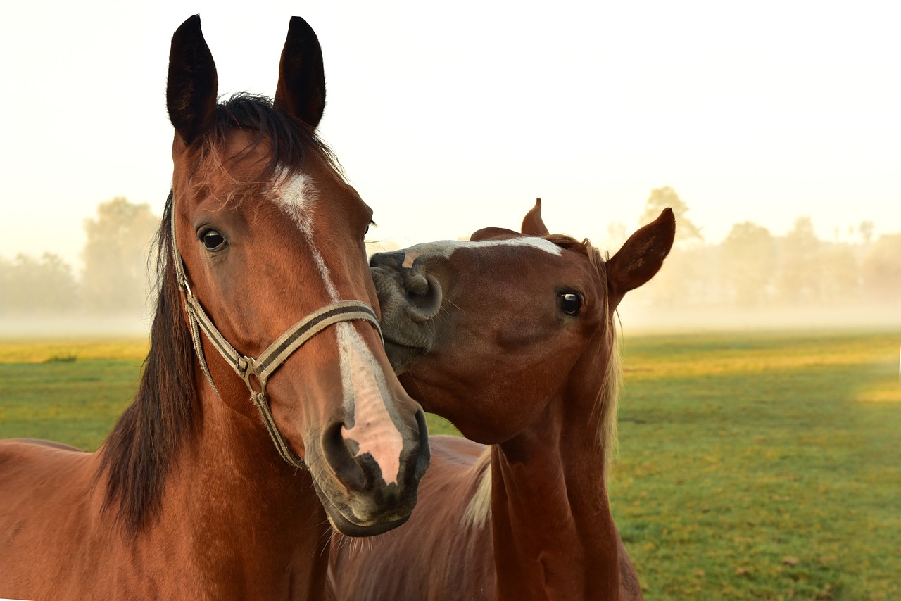 Horses Two brown horses, one seemingly kissing the side of the other's face, in an idyllic green pasture.