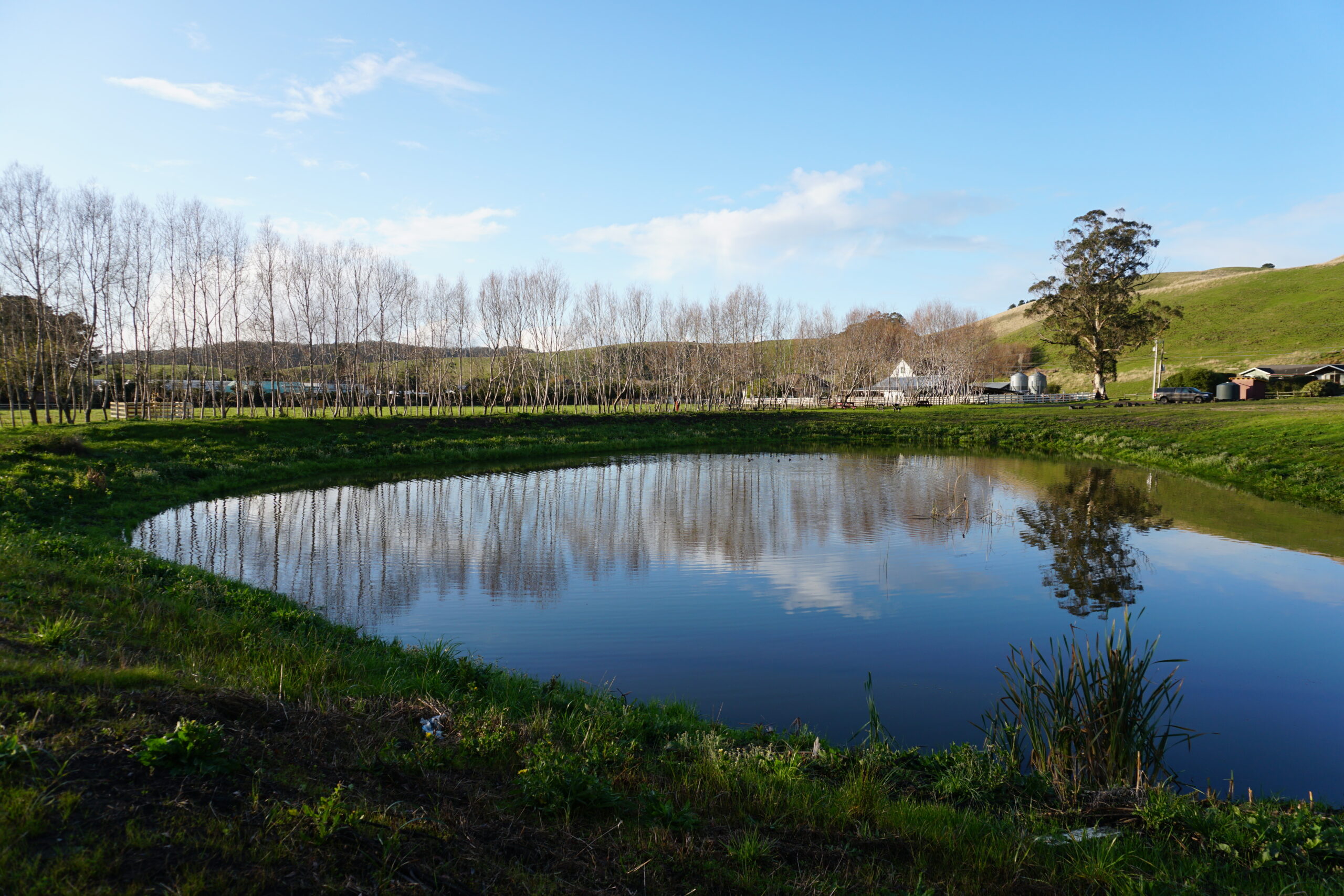 Pond Pond reflecting surrounding trees and the blue sky.