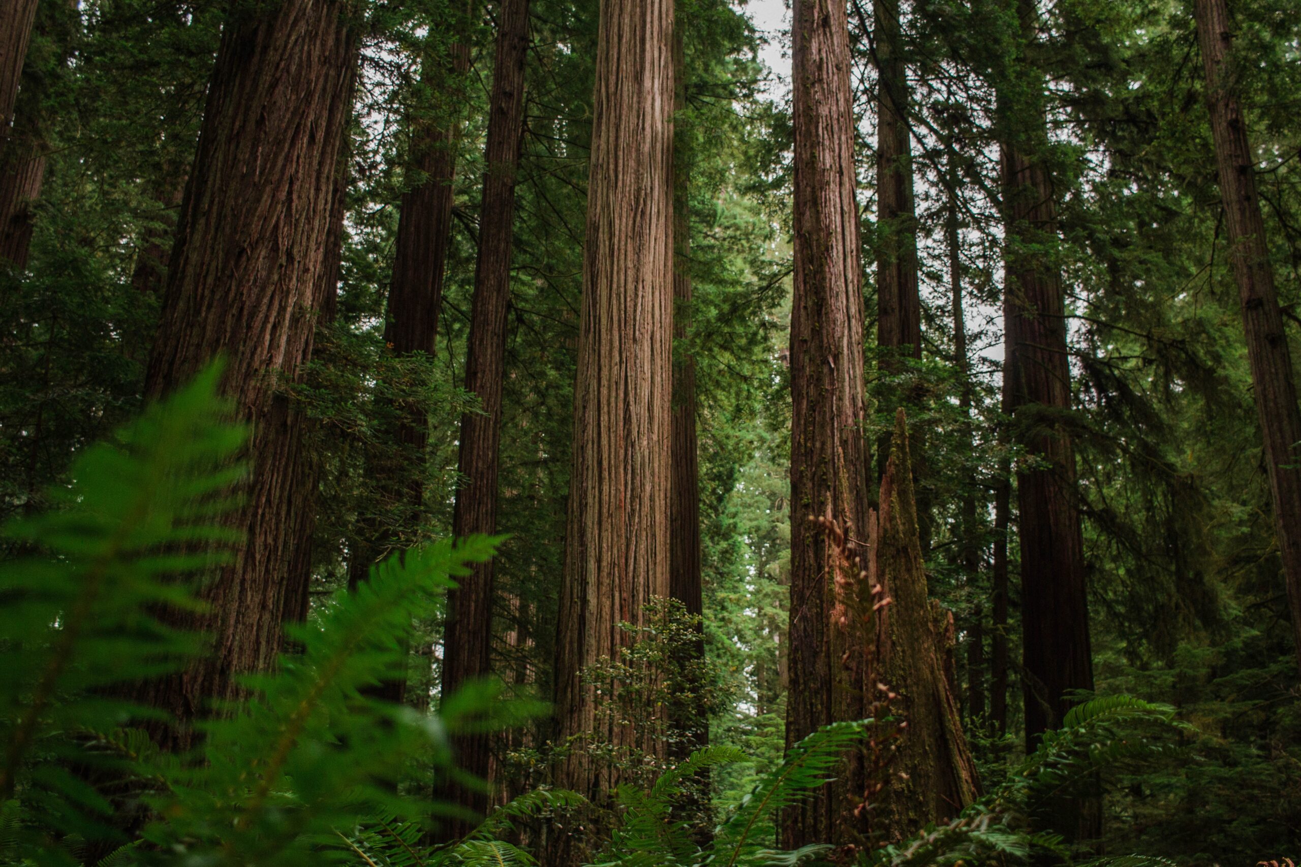 Redwoods Trunks of towering coast redwoods framed by lush ferns.