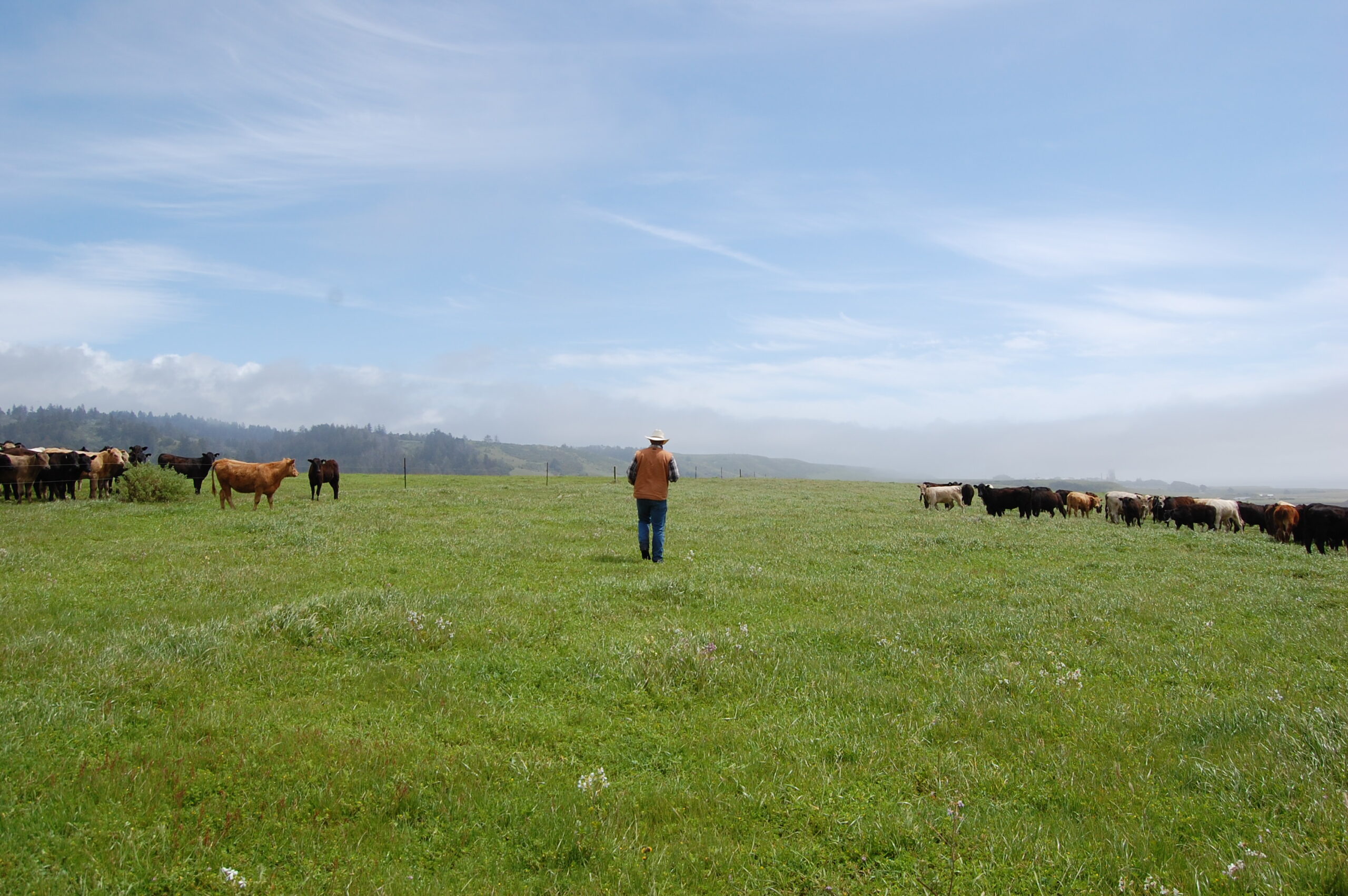 Local agriculture Farmer in the middle of a wide open pasture with cattle to either side of them.
