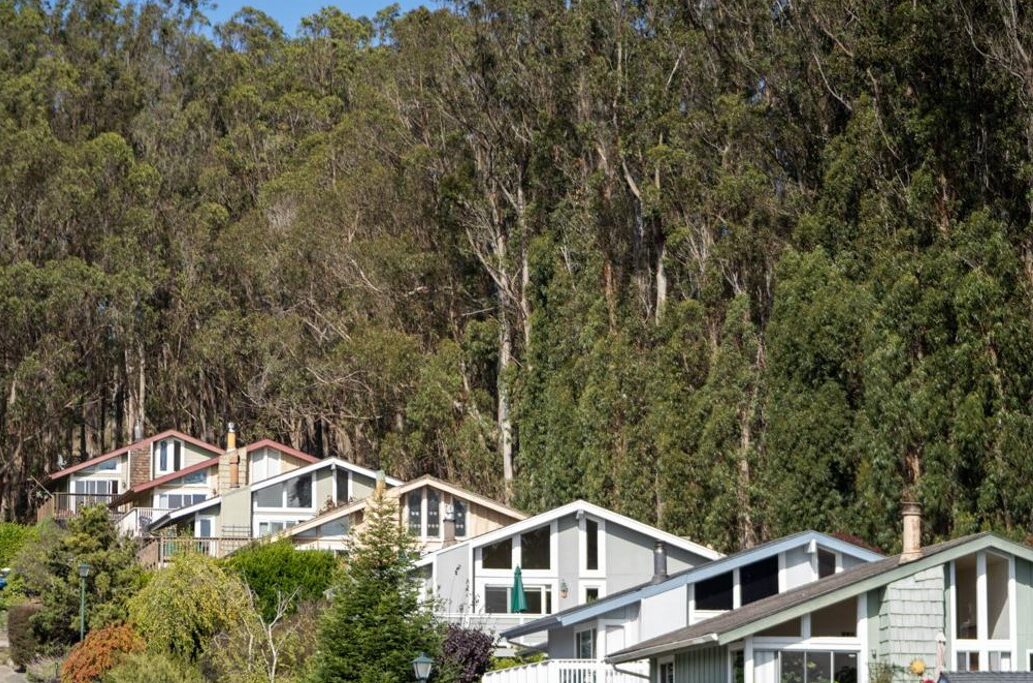 El Granada eucalyptus Row of houses backed by towering eucalyptus trees.