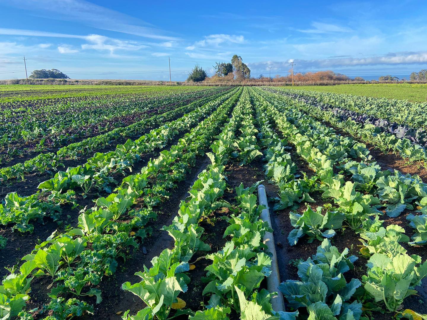 Meeting production and conservation goals Rows of green crops under a bright blue sky.