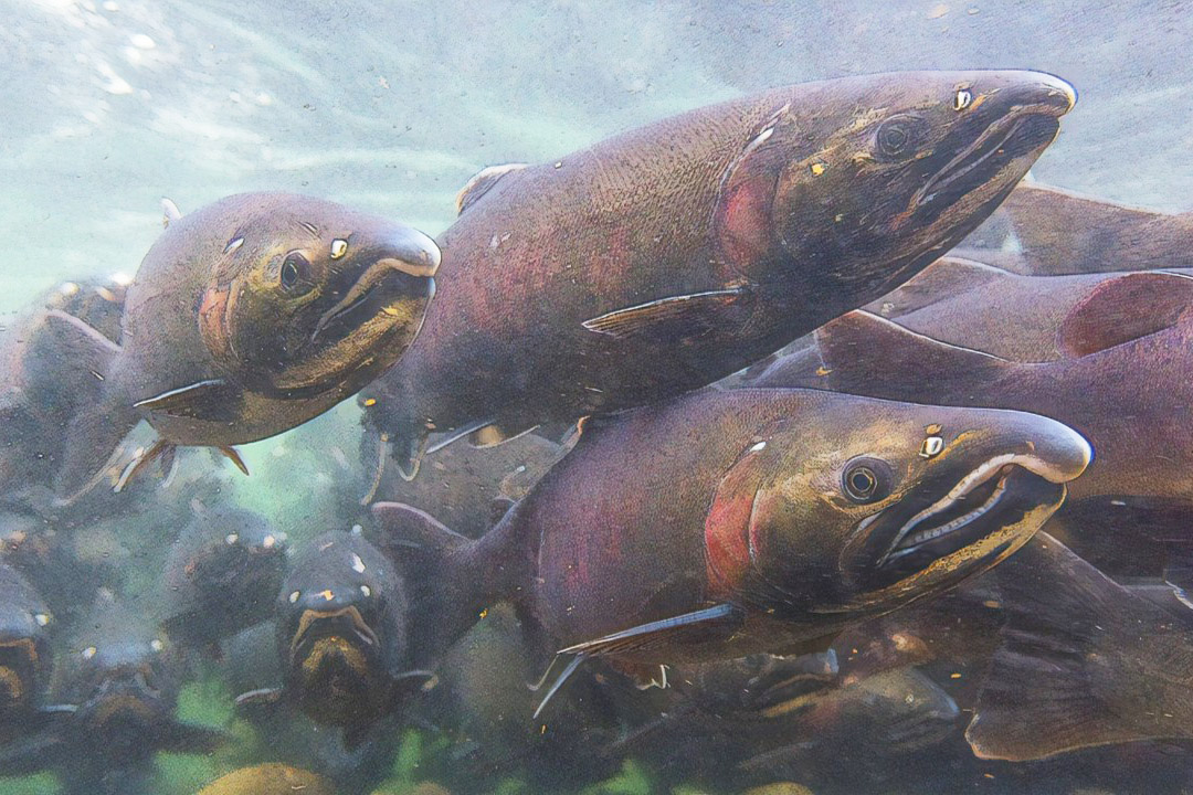 Coho salmon School of salmon swimming together.