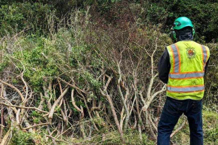 The chipper program Person in safety gear in front of a large pile of brush.