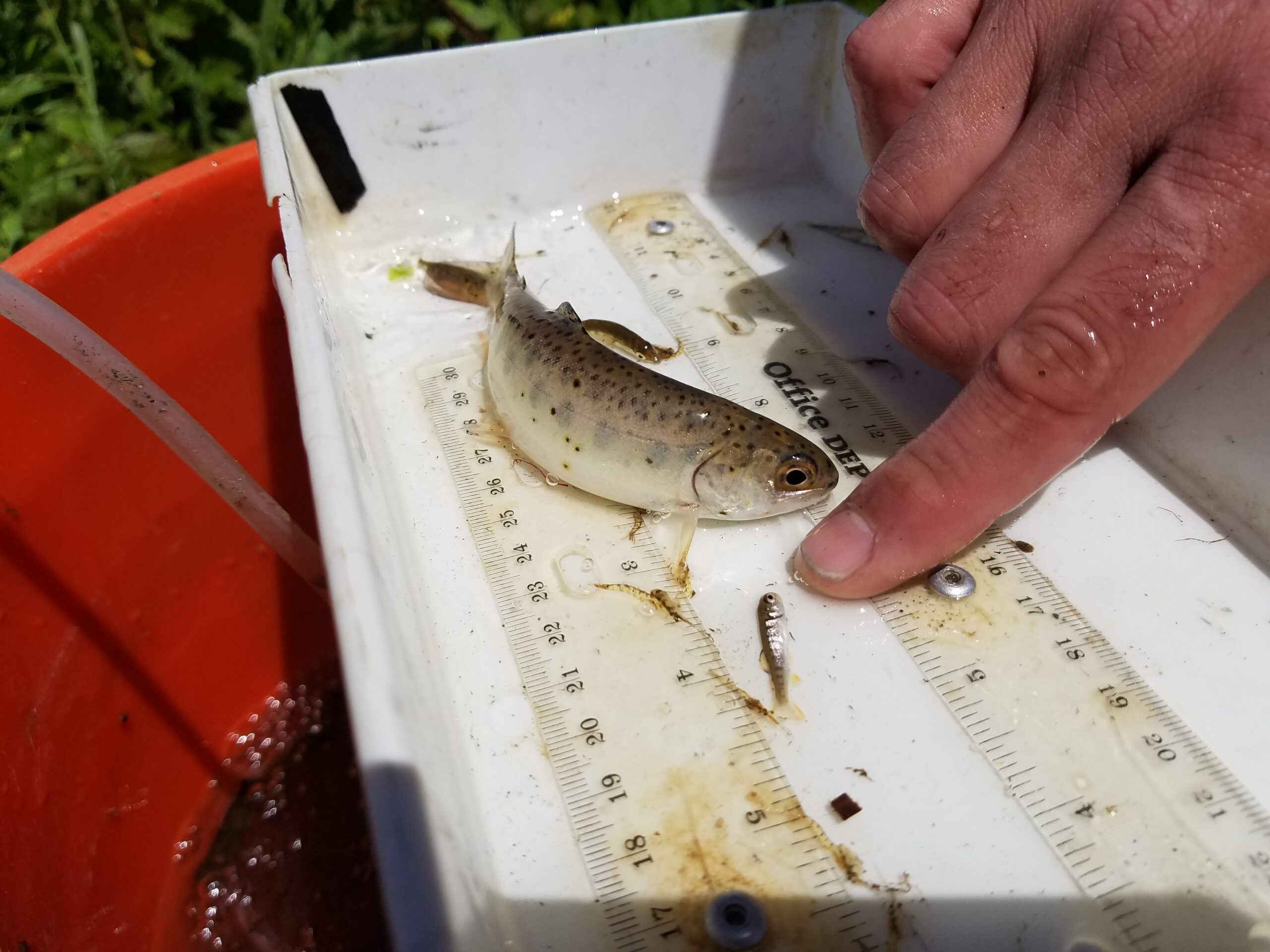 Small fish Finger points between small and tiny fish together in a measuring tray.