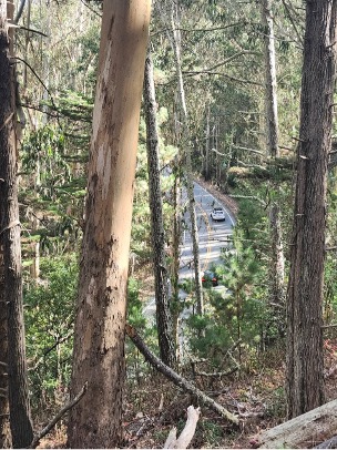 Pedro Point Headlands Wildfire Resilience and Evacuation Route Improvement Projects